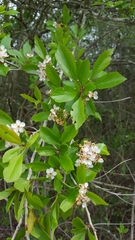 Crataegus viridis
