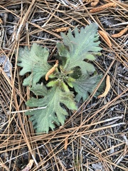 Aureolaria pedicularia