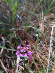 Polygala crenata