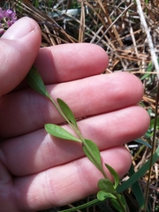 Polygala crenata