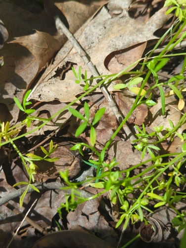 Floerkea proserpinacoides, photograph 6