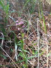 Polygala crenata