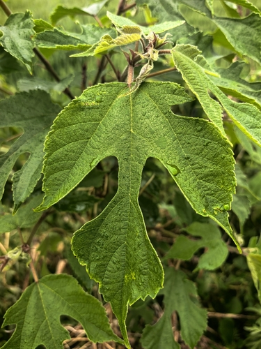 Paper mulberry