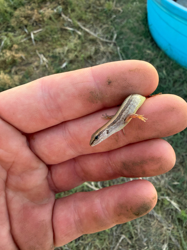 Little Brown Skink