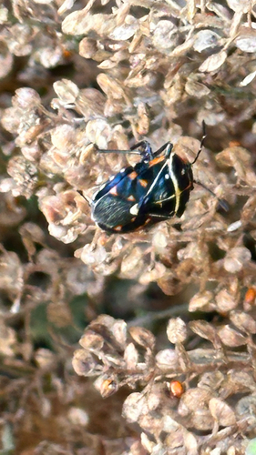 iNaturalist observation photo of Harlequin Bug