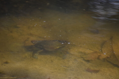 Callinectes arcuatus