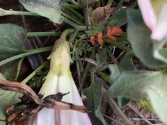 Calystegia subacaulis episcopalis