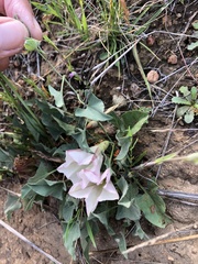 Calystegia subacaulis episcopalis