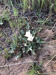 Calystegia subacaulis episcopalis