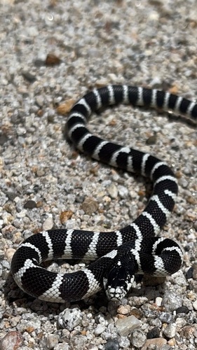 iNaturalist observation photo of California King Snake