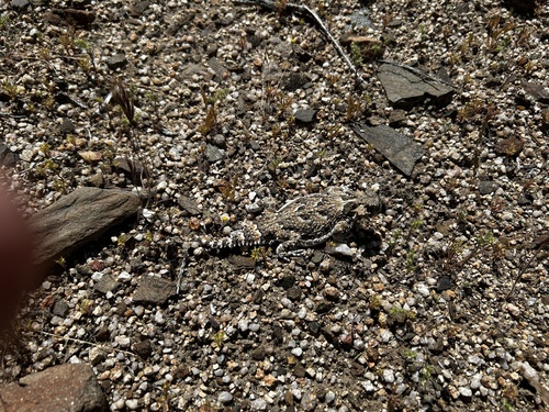 iNaturalist observation photo of Desert Horned Lizard
