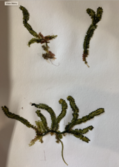Caulerpa geminata