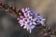 Epacris pulchella