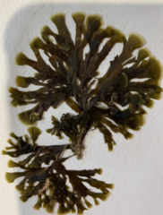 Zonaria aureomarginata