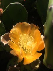 Opuntia rioplatense