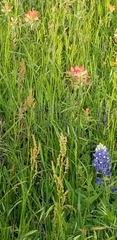 Lupinus texensis