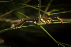 Avatha discolor