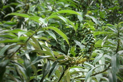 Dimerocostus argenteus