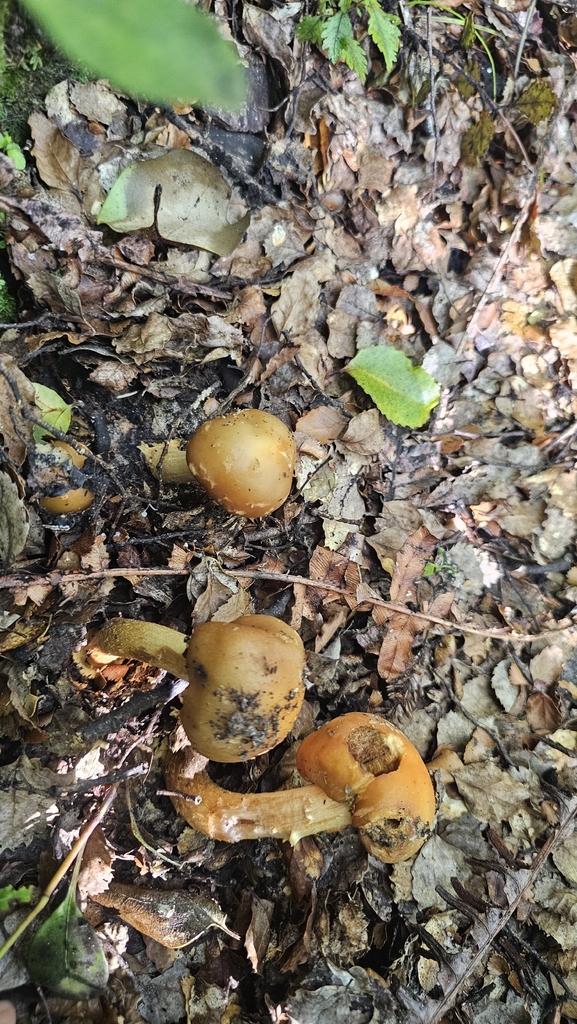 Cortinarius epiphaeus · May 2026 · photo: © henryahh (iNaturalist, cc0)