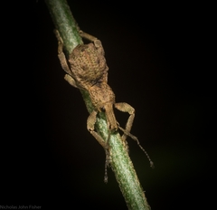 Leptopius tetraphysodes