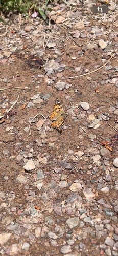 Painted Lady