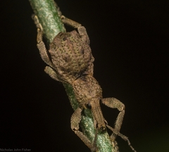 Leptopius tetraphysodes