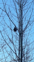 Dolichovespula maculata