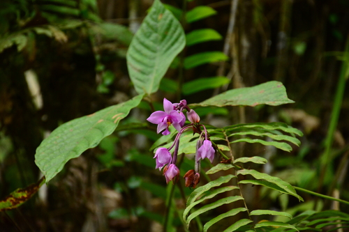 Spathoglottis plicata