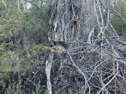 animal observation 2