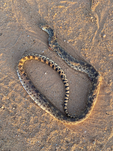 Bullsnake