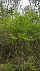 Crataegus viridis