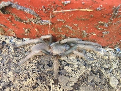 Selenocosmia