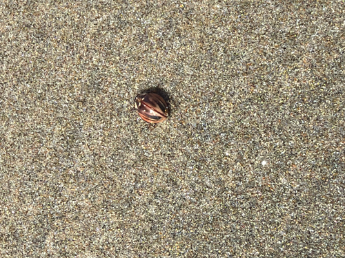 Subvittate Lady Beetle photo 5
