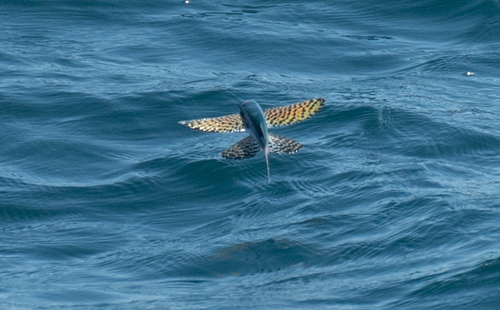 Beautyfin flyingfish (Cypselurus callopterus) — Exocoetidae — 5
