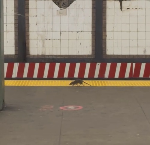 Rat photographed near here on 2026-04-28
