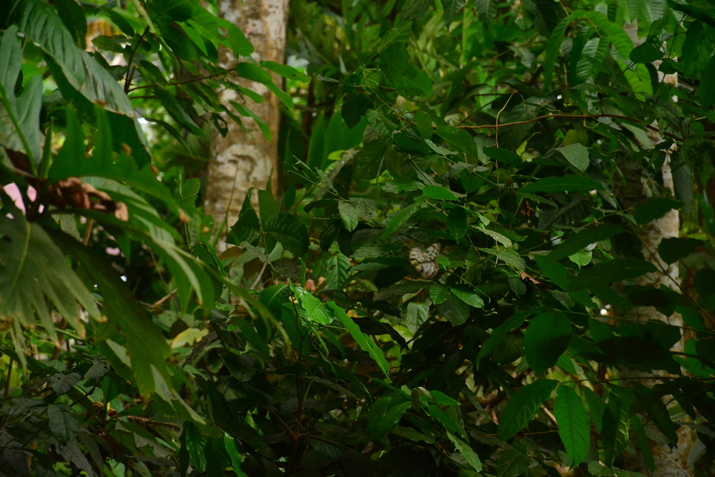 Large Tree Nymph (Idea leuconoe)