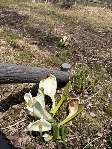 White Skunk Cabbage