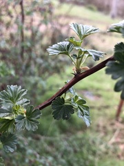 Ribes roezlii roezlii