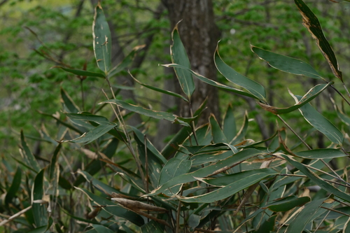 Sasa spiculosa iNat (1)