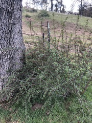 Ribes roezlii roezlii