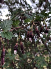 Ribes roezlii roezlii