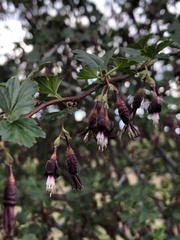 Ribes roezlii roezlii