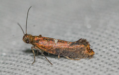 Acrolepiopsis
