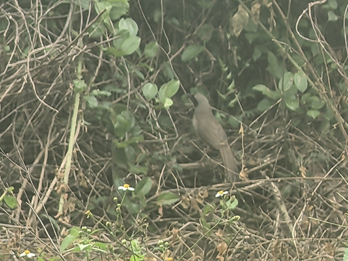 Masked Laughingthrush