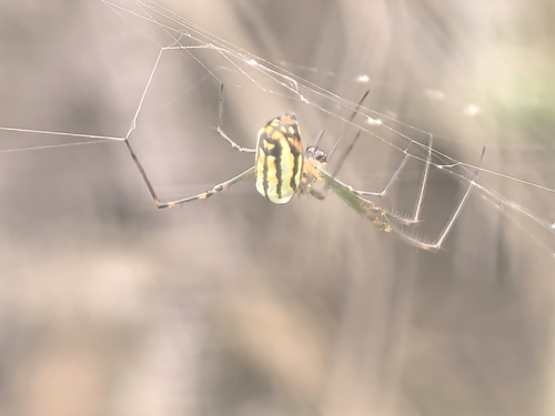 Leucauge blanda
