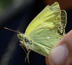 Colias alexandra