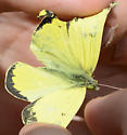 Colias alexandra