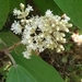 Miconia ioneura - Photo (c) Alberto, alguns direitos reservados (CC BY-NC), enviado por Alberto