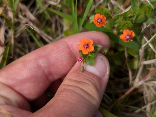Lysimachia arvensis observed 2026-05-03