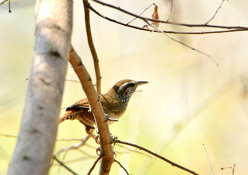 Sinaloa Wren (Thryophilus sinaloa), photo 4